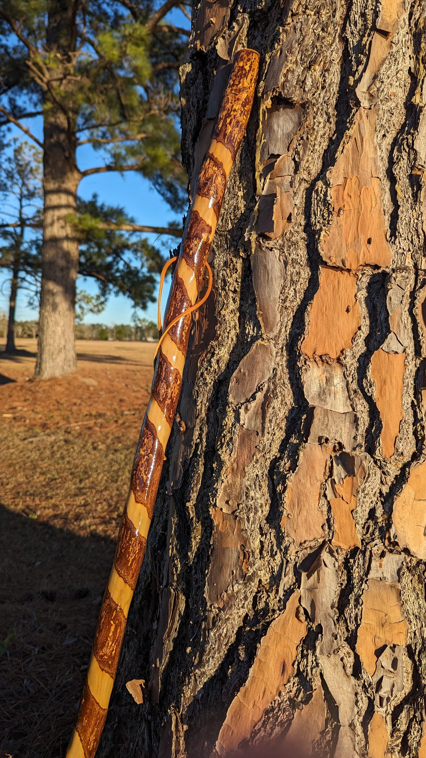Twisted Sweet Gum - Walking Stick